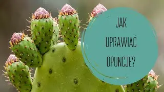 JAK UPRAWIAĆ OPUNCJE?