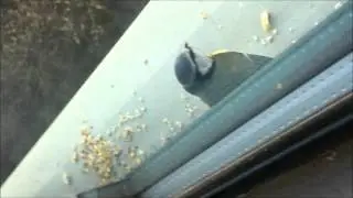 Blue Tits on our window