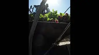 Tractors, Sweat & Blossoms &ndash; Real Farm Life!