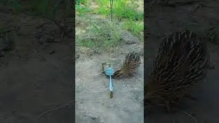 Really quick create quail trap technique in forest #shortvideo #youtube #shorts