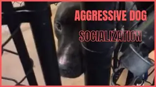 Dog Training | Aggressive dog socialization | Solid K9 Training Dog Training