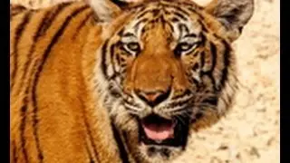 Animal, Royalty Free Stock Images