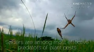 Spiders are among most effective predators of plant pests
