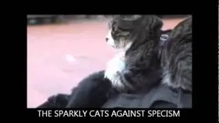 AGAINST SPECISM - THE SPARKLY CATS - DROPS