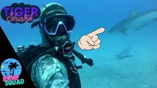 Massive Tiger shark Encounter | Florida