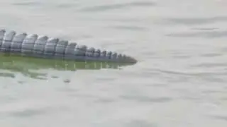 Hansen Dam's Newest Attraction....Look at the Size of her Teeth!!!