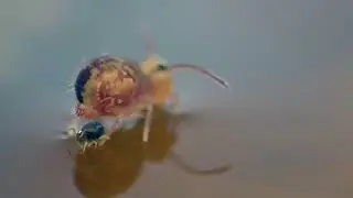 Globular springtails. Kugelspringer