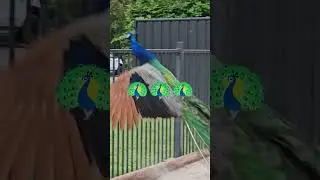 Beautiful Peacocks🦚 #birds #discovery #park #tannumsands #shortviral #shorts