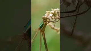 MIGRANT SPREADWING  CLOSE UP (zwervende pantserjuffer) #damselfly #dragonfly #insects
