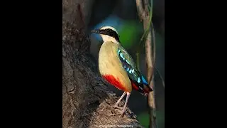 African Pitta in the lower Zambezi Valley, Zimbabwe