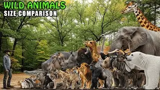 Wild Animal Size Comparison | Animal Size Comparison Dreams