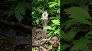 naag mata gangal me kaise hai #snake #nature #snakeinside