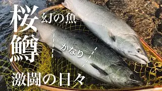 【子吉川】サクラマスとの 激闘のドラマ！！ヒットルアー紹介