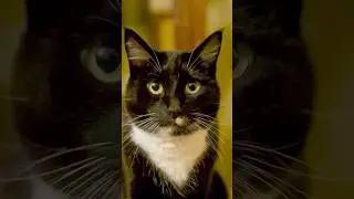 Я веган. Мои кошки не веганы.