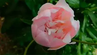 Relaxing Piano Music, Meditation Music