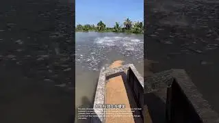 Unique Fish Feeding Method: Feeding Fish Through a Water Trough