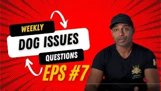 Dog training k9 dog trainer obedience protection tactical training tips and tricks weekly QnA EP7