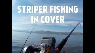San Luis Reservoir catching stripers in cover