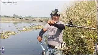 Snakehead Fish Live Attack on Frog Lure || Maral Fishing in Bhima River
