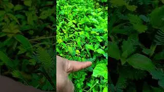 chhuimui #song #music #coversong #love