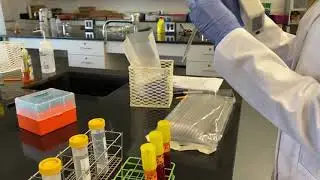 Lab 5: Durham tubes