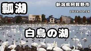 白鳥の湖～瓢湖～新潟県阿賀野市 2025.11.24 朝