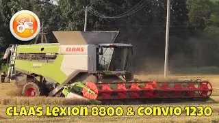 Harvest 2024 | Claas Lexion 8800 combine & Convio 1230 header