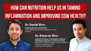 How Can Nutrition Help Us in Taming Inflammation and Improving Cow Health