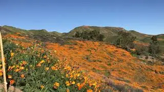 Poppy Superbloom 2019!