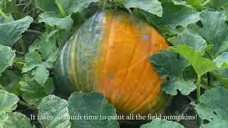 What happens on a pumpkinfarm in July | DISASTER in the greenhouse...?