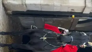London King's Guards  is live