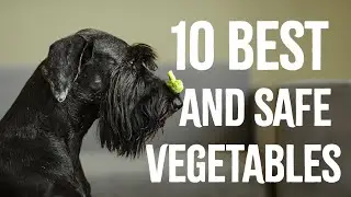 10 BEST & SAFE Vegetables You Can Feed Your Dog