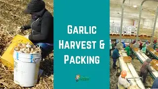 Garlic Harvest & Packing in California: Curing, Storing, Sorting & Packing