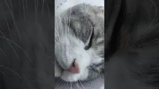 My adorable cat's face up close during REM sleep