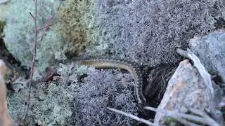 PALUU KÄÄRMEIDEN TALVIPESÄLLE/ RETURN TO SNAKES DEN (ENG SUBS)