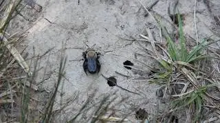 Ptilothrix bombiformis Mating Episode