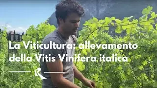 La VITICOLTURA: allevamento della Vitis Vinifera italica.