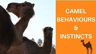 Camel Behaviours & Instincs