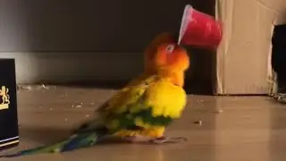 Parrot Vibrates Frantically While Holding Plastic Cup - 989688