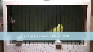 Harzer Edelroller Gesangskanarienvogel.  Holger Kok 2020