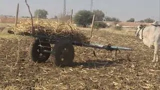 Ongole bulls videos 💥🐂🐂 Ongole bulls power 🐂🔥🔥💥🐂