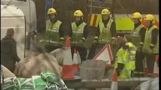 Pigs Close Motorway