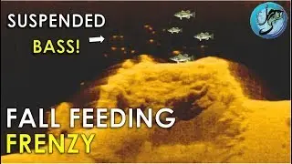 How to Catch Suspended Bass in the Fall | Bass Fishing Strategies