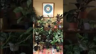 Marantaceae Dance
