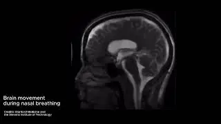 Brain movement during nasal breathing video