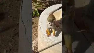 Common Squirrel Monkey - #common #squirrel #monkey #phoenix #zoo #arizona #usa #south #america