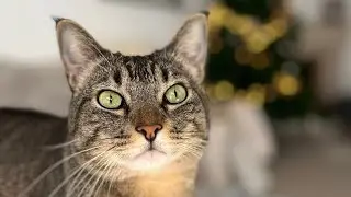 Phoebe cat stories - Episode 1
