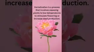 Vernalisation | #neet #biology #shortvideo #study #ytshorts #shortsfeed #shortsvideo #tricks #yt