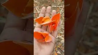 Flames of the forest #palash #spring #flowers #bloom #shortvideo #viral #viralvideo #viralshorts