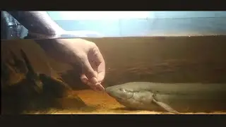 Feeding My African Lungfish (Protopterus annectens) | 